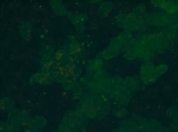 Vimentin Antibody (RV203) - BSA Free, Novus Biologicals 0.1mg; Unlabeled:Antibodies,